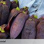 Jantung Pisang Pahit Apakah Beracun